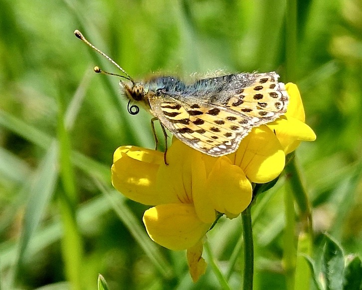 Queen of Spain fritillary